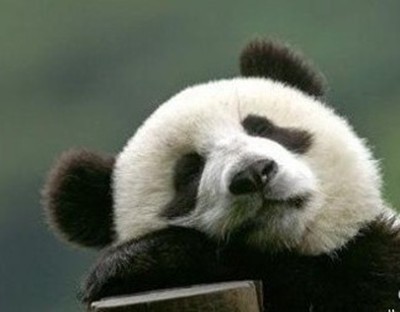 磊子